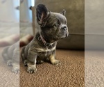 Small #21 French Bulldog