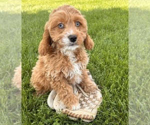 Cockapoo Puppy for Sale in MIDDLEBURY, Indiana USA