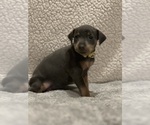Small #1 Miniature Pinscher