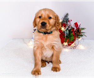 Medium Golden Retriever