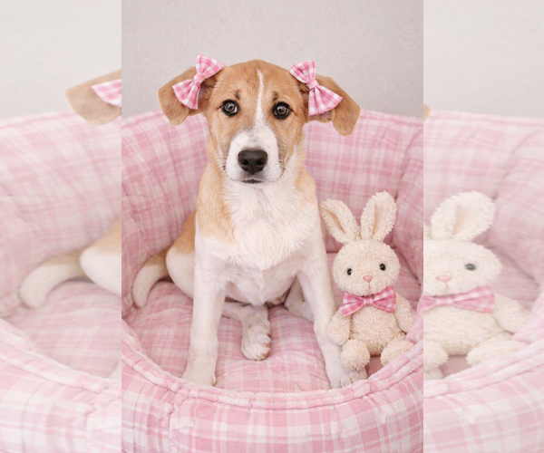 Medium Photo #1 Borador Puppy For Sale in Mt. Laurel, NJ, USA