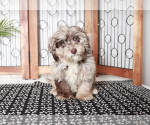 Aussiedoodle Miniature Puppy for sale in NAPLES, FL, USA