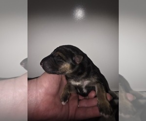 German Shepherd Dog Puppy for sale in LAKE CITY, FL, USA