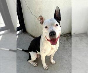 American Pit Bull Terrier Dogs for adoption in Tracy, CA, USA