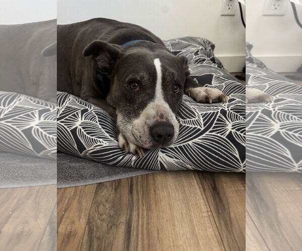 Medium Photo #1 Mutt Puppy For Sale in San Diego, CA, USA