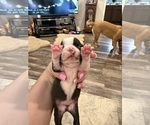 Small #3 Boston Terrier