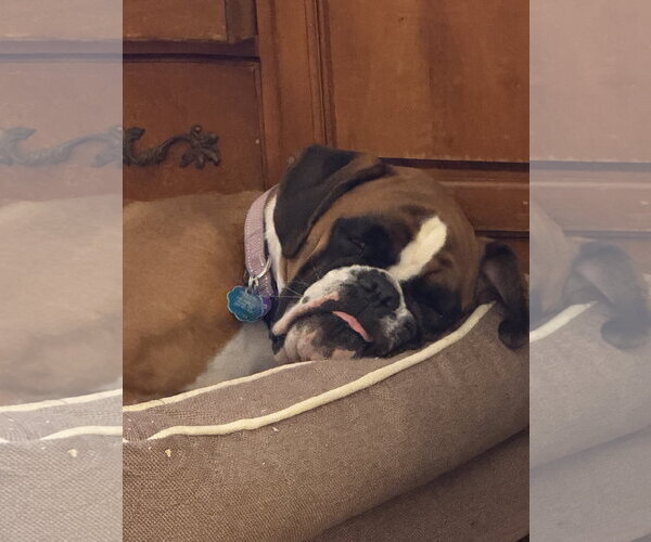 Medium Photo #4 Boxer Puppy For Sale in Dumont, NJ, USA