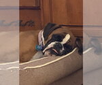 Small #3 Boxer