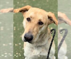 Shepradors Dogs for adoption in Woodland, CA, USA