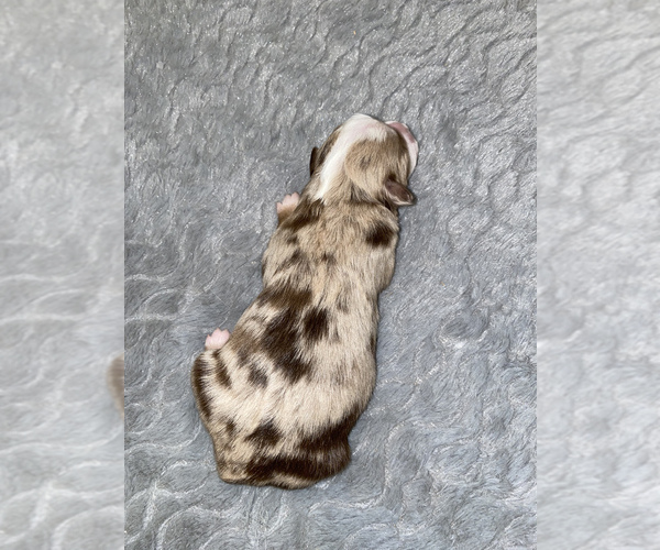 Medium Photo #5 Miniature Australian Shepherd Puppy For Sale in ARDMORE, OK, USA