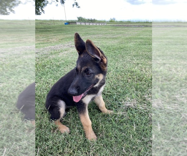 Medium Photo #4 German Shepherd Dog Puppy For Sale in WOLFE CITY, TX, USA
