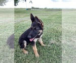 Small #3 German Shepherd Dog