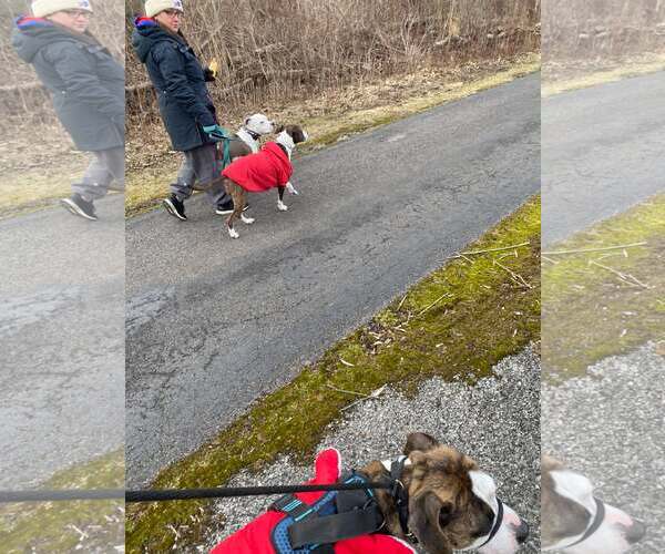 Medium Photo #9 Mutt Puppy For Sale in Lockport, NY, USA