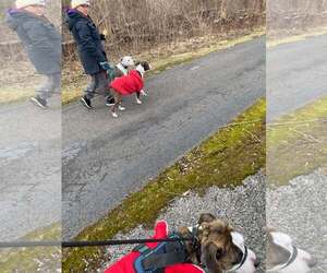 Rocky (the Brindle) - Male Mutt Dog for Adoption - Photo #9