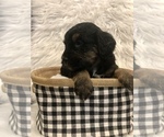 Small Photo #2 Bernedoodle-Miniature Bernedoodle Mix Puppy For Sale in CHESILHURST, NJ, USA