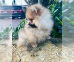 Small Photo #3 Pomeranian Puppy For Sale in SUNNY ISL BCH, FL, USA
