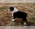 Small Australian Shepherd