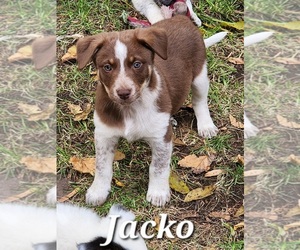 Texas Heeler Puppy for sale in UTICA, NY, USA