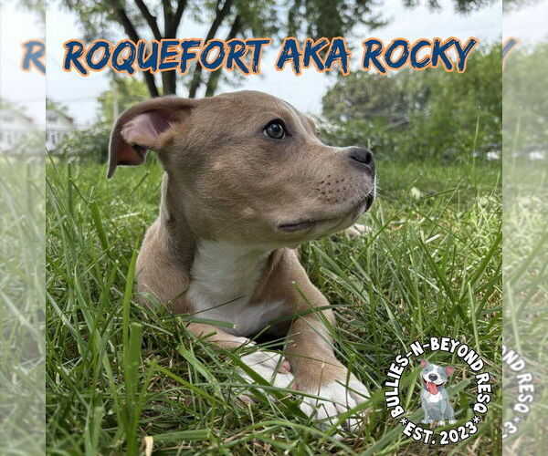 Medium Photo #14 Staffordshire Bull Terrier-Unknown Mix Puppy For Sale in Omaha, NE, USA