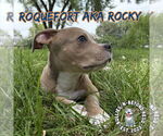 Small #13 Staffordshire Bull Terrier Mix