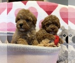 Small Photo #2 Maltipoo Puppy For Sale in VALLEY CENTER, CA, USA