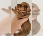 Small Photo #15 Yorkshire Terrier Puppy For Sale in KATY, TX, USA