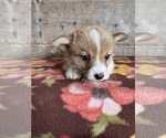 Small #3 Pembroke Welsh Corgi