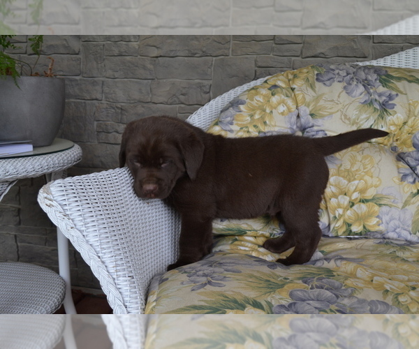 Medium Photo #1 Labrador Retriever Puppy For Sale in GREENWOOD, WI, USA
