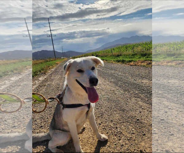 Medium Photo #1 Labrador Retriever-Unknown Mix Puppy For Sale in MIDWAY, UT, USA