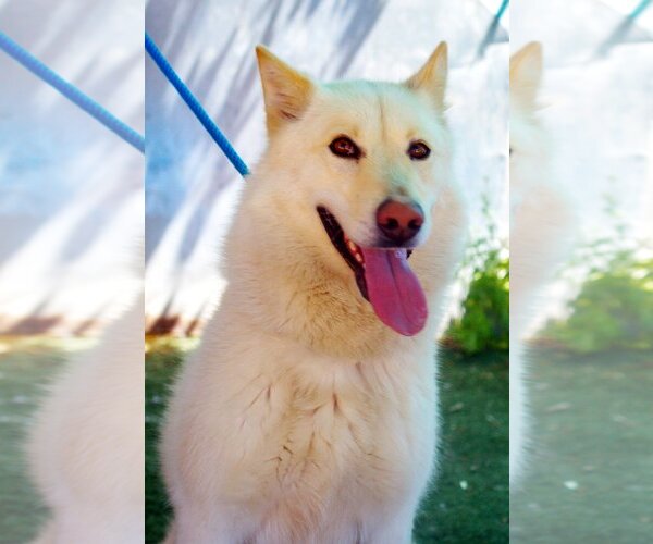 Medium Photo #1 German Shepherd Dog-Huskies  Mix Puppy For Sale in Apple Valley, CA, USA