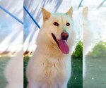 Small German Shepherd Dog-Huskies Mix