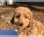 Small Photo #1 Goldendoodle (Miniature) Puppy For Sale in VACAVILLE, CA, USA
