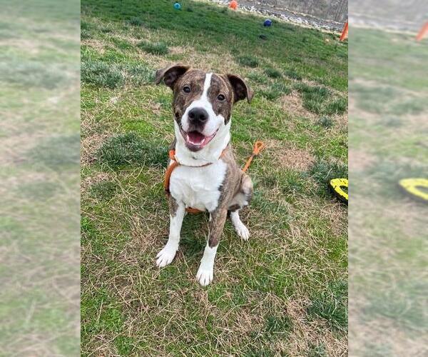 Medium Photo #2 American Pit Bull Terrier-Unknown Mix Puppy For Sale in Louisville, KY, USA
