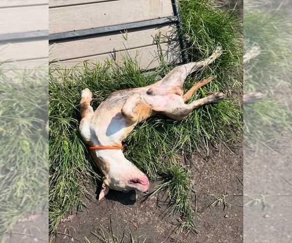 Medium Photo #6 American Pit Bull Terrier-Unknown Mix Puppy For Sale in Crete, IL, USA