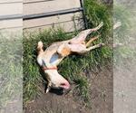 Small #5 American Pit Bull Terrier Mix