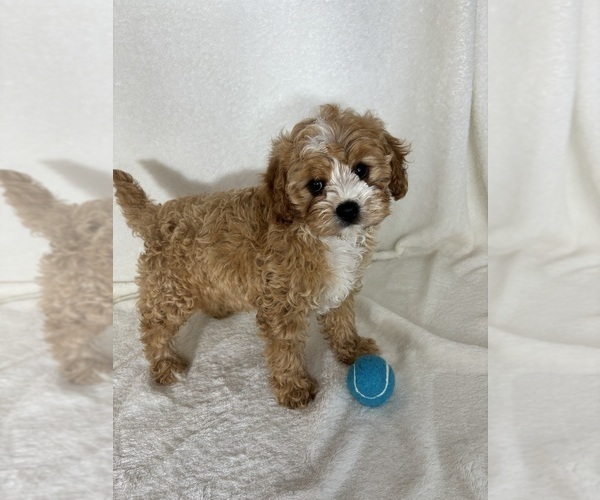 Medium Photo #2 Cavapoo mix (+ Poodle Miniature) Puppy For Sale in GREENFIELD, IN, USA