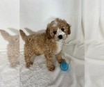 Small #1 Cavapoo mix (+ Poodle Miniature)