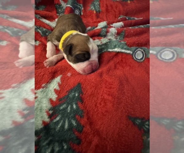 Medium Photo #2 Boxer Puppy For Sale in CHESTERFIELD, VA, USA