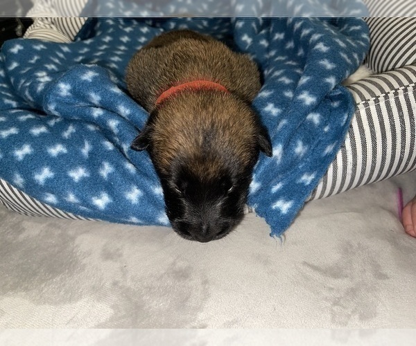 Medium Photo #207 Belgian Malinois Puppy For Sale in REESEVILLE, WI, USA
