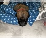 Small Photo #207 Belgian Malinois Puppy For Sale in REESEVILLE, WI, USA