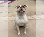 Small Photo #1 American Bulldog Puppy For Sale in PLUMAS LAKE, CA, USA