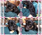 Small Photo #68 Pembroke Welsh Corgi-Scottish Terrier Mix Puppy For Sale in GREELEY, CO, USA