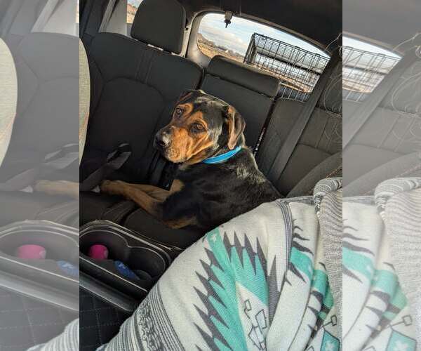 Medium Photo #4 Beagle-Unknown Mix Puppy For Sale in Chandler, AZ, USA