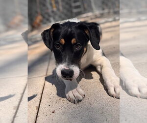 Beagle-Unknown Mix Dogs for adoption in Muskegon, MI, USA