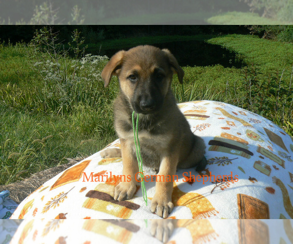 Medium Photo #3 German Shepherd Dog Puppy For Sale in PIEDMONT, MO, USA