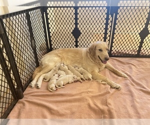 Mother of the Golden Retriever puppies born on 05/19/2023