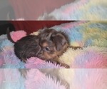 Small Photo #378 Yorkshire Terrier Puppy For Sale in AKRON, OH, USA