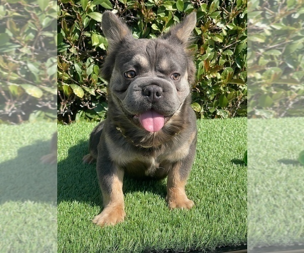 Medium Photo #1 French Bulldog Puppy For Sale in WEST HOLLYWOOD, CA, USA