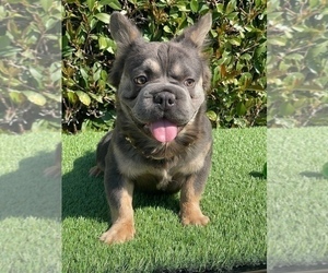 Father of the French Bulldog puppies born on 04/16/2025