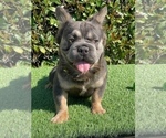 Small Photo #1 French Bulldog Puppy For Sale in WEST HOLLYWOOD, CA, USA